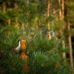 Feedback and enquiry